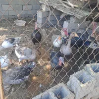 قاز بوقلمون سیکا