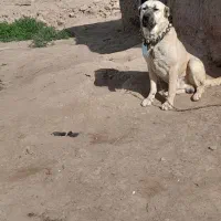 سگ واگذاری