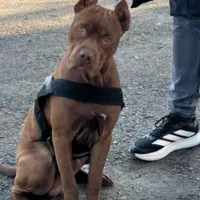 سگ پیتبول|سگ|اصفهان, خانه اصفهان|دیوار