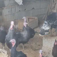 فروش بوقلمون محلی|حیوانات مزرعه|زرگرشهر, |دیوار