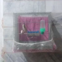 سهره نر|پرنده|خوی, |دیوار