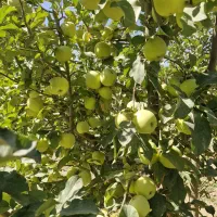 فروش سردرختی باغ سیب زرد قرمز دماوند جابان