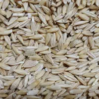 جو دیم بسیار چاق تمیز