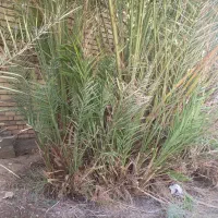 پا جوش درخت خرما|گل و گیاه طبیعی|بم, |دیوار
