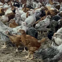 جوجه  نیمچه گلپایگانی تخم گذار