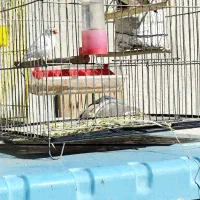 مرغ عشق و فنچ