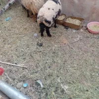 خریدار نان خشک
