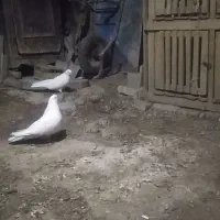 کبوتر