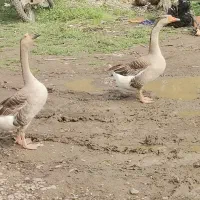 فروش یا معاوضه خروس و غوقاز