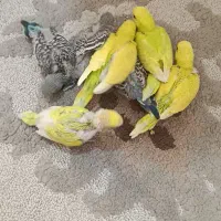 جوجه مرغ عشق