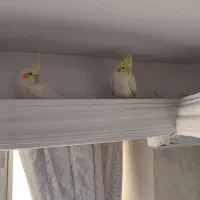 2 عدد جوجه دوماهه لوتینو چشم شرابی دونخور