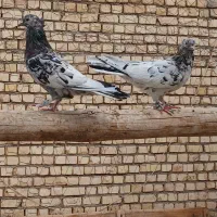 جفت سرور خوشگل