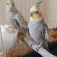 عروس هلندی نروماده سخنگوباقفس،لانه وآبخوری و...
