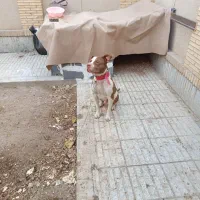 واگذا ی سگ پیت بول|سگ|اصفهان, بهارستان|دیوار