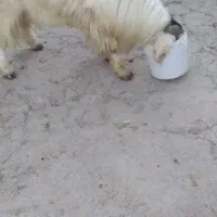 نربزدوقلوزا|حیوانات مزرعه|بجنورد, |دیوار