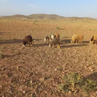 بره|حیوانات مزرعه|پاسارگاد, |دیوار