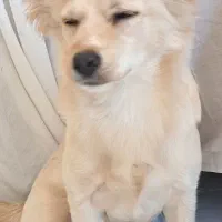 واگذاری سگ اشپیتز