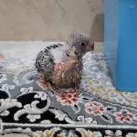 جوجه مرغ عشق سرلاکی