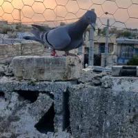 سبز پلاکی