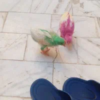 جوجه رنگی