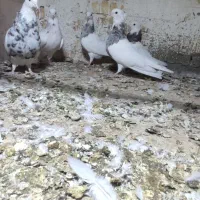 طوقی|پرنده|فشاپویه, |دیوار