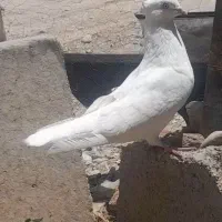 کبوتر سفید کاکلی نر چشم سفید