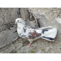 کبوتر پرشی گرفتنی تیر ماه ۳عدد یجایی