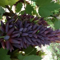 نهال انواع انگورهای داخلی خارجی تولیدکننده نهال|خدمات باغبانی و درختکاری|قوچان, |دیوار