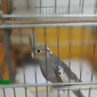 پرنده عروس|پرنده|لاهیجان, کوی خزر|دیوار