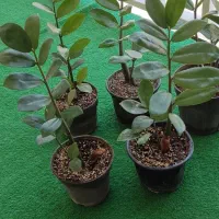 زاموفیلیا گل آپارتمانی|گل و گیاه طبیعی|شهریار, شهرک شاهد|دیوار