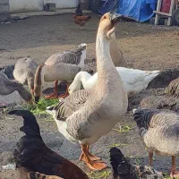 غوغاز غاز محلی|حیوانات مزرعه|رشت, آتشگاه|دیوار