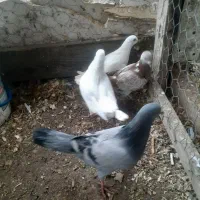 ۴تاجوجه ۴تاماده