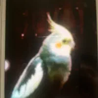 عروس هلندی طوسی گمشده