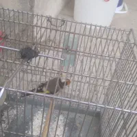 سهره ماده|پرنده|زند, |دیوار