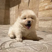چاوچاو سفید پوزه فلت|سگ|تهران, ولنجک|دیوار