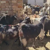 بز کهره دار داشتی روزگاری|حیوانات مزرعه|رحمتآباد, |دیوار