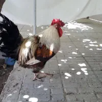 خروس گلین چهل جیل ، چهل تاج، رنگ صابونی زیبا