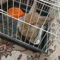 خرگوش با وسایل