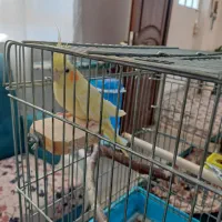 عروس هلندی|پرنده|ایلام, |دیوار