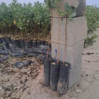 توضیح نهال پسته بادام انار