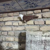 کلاغ سرخ ماده