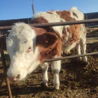 گاو شیری ،گوساله نر|حیوانات مزرعه|جوین, |دیوار