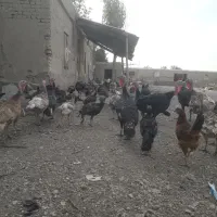 جوجه بقلمون ۵ماه ۵۰۰هزارت جوجه مرغ طاقچه|پرنده|چناران, |دیوار