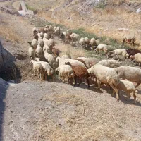 میش سنجابی