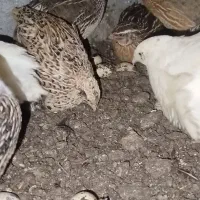 جوجه بلدرچین وبلدرچین گوشتی و تخم گذار|حیوانات مزرعه|رودان, |دیوار