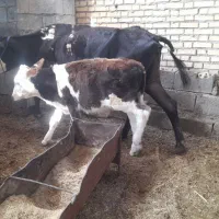گاوباساله