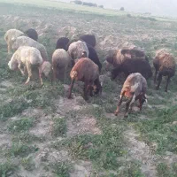 فروش گوسفند میش وبره