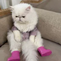 گربه پرشین عیانی، شناسنامه دار با وسایل کلکسیونی