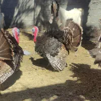 بوقلمون ، بز نر و مرغ محلی