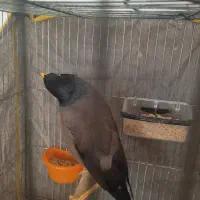 میناسخنگو|پرنده|مشهد, امیریه|دیوار